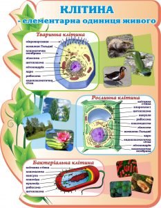 Стенд "Клітина – елементарна одиниця живого" (Артикул: 3-1062)  