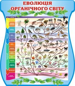 Стенд "Еволюція органічного світу" (Артикул: 3-1063)  