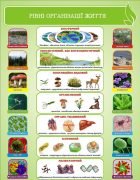 Стенд "Рівні організації життя" (Артикул: 3-1585)