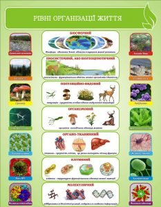 Стенд "Рівні організації життя" (Артикул: 3-1585)  