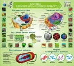 Стенд "Клітина - елементарна одиниця живого" (Артикул: 3-1586)  