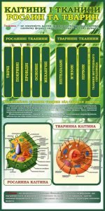 Стенд "Клітини і тканини. Рослин і тварин" (Артикул: 7-БІО-020)  
