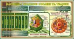 Стенд "Клітини і тканини рослин і тварин" (Артикул: 7-БІО-022)  