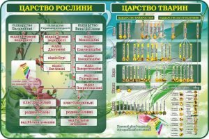 Стенд "Царство рослини. Царство тварин" (Артикул: 7-БІО-025-1)  