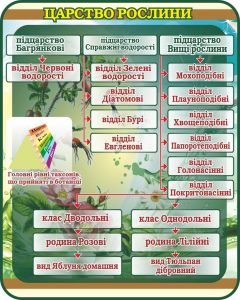 Стенд "Царство рослин" (Артикул: 7-БІО-025-3)  