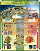 Стенд "Рівні організації живої матерії" (Артикул: 7-БІО-026-2)