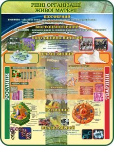 Стенд "Рівні організації живої матерії" (Артикул: 7-БІО-026-2)  