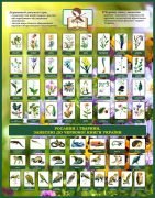 Стенд "Рослини і тварини, занесені до червоної книги України" (Артикул: 7-БІО-027-1)  