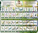 Стенд "Рослини і тварини Червоної книги України" (Артикул: 7-БІО-027-3)  