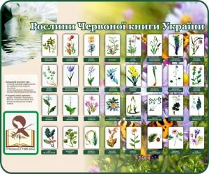 Стенд "Рослини Червоної книги України" (Артикул: 7-БІО-027-6)  