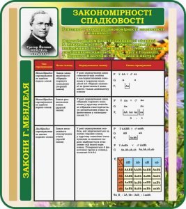 Стенд "Закономірності спадковості" (Артикул: 7-БІО-029)  