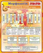 Стенд "Морфологія" (Артикул: 7-УКМ-010-2)  