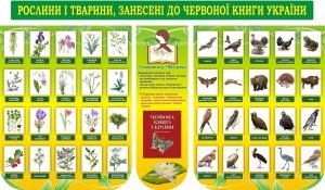 Набір стендів "Рослини і тварини, занесені до червоної книги України" (Артикул: 3-2072)  