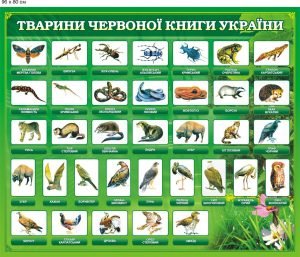 Стенд "Тварини Червоної книги України" (Артикул: 9-0104)  