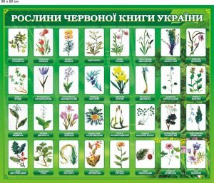 Стенд "Рослини Червоної книги України" (Артикул: 9-0105)  