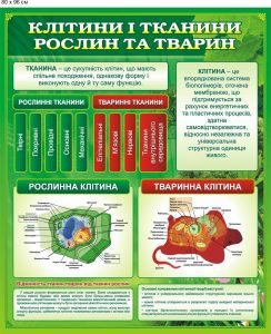 Стенд "Будова клітини" (Артикул: 9-0550)  