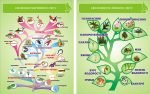 Набір стендів "Еволюція тваринного та рослинного світу" (Артикул: 3-1192)  