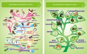 Набір стендів "Еволюція тваринного та рослинного світу" (Артикул: 3-1192)  