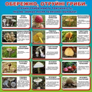 Наліпка «Обережно, отруйні гриби» (Артикул: 3-0333)  