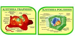 Комплект стендів для кабінету біології (Артикул: 4-Bl-043)  